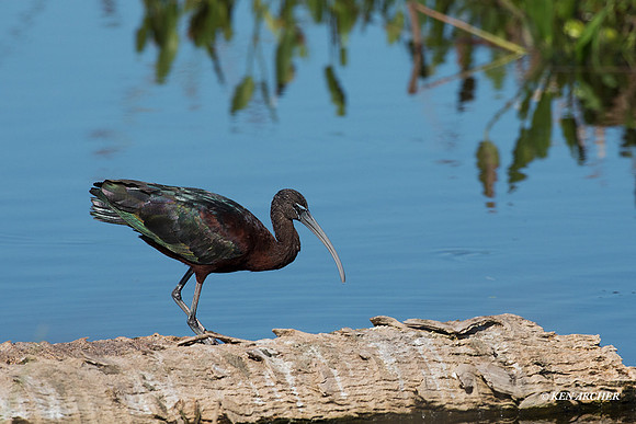 FLGI00003 - Glossy Ibis