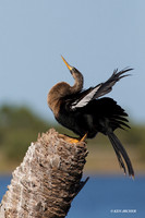 FLAH00021 - Anhinga