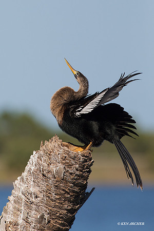 FLAH00021 - Anhinga