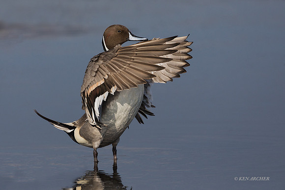 FLPT00063 - Northern Pintail Duck