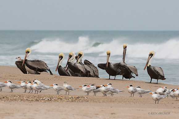 FLBP00054 - Brown Pelican