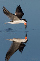 FLSK00002 - Black Skimmer
