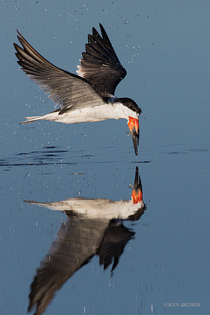 FLSK00002 - Black Skimmer