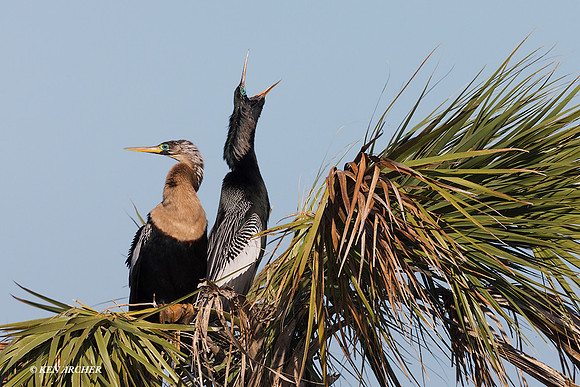 FLAH00108 - Anhinga