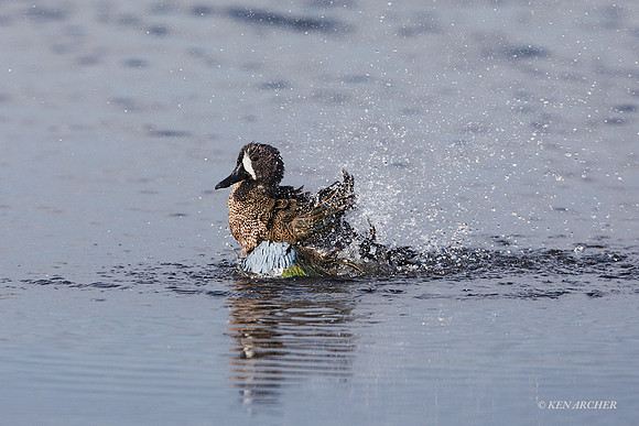 FLBT00008 - Blue-winged Teal