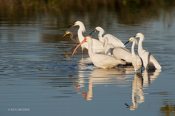 FLWI00050 - White Ibis