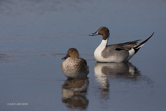 FLPT00074 - Pintail Duck