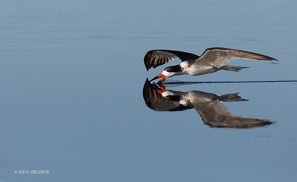FLSK00013 - Black Skimmer