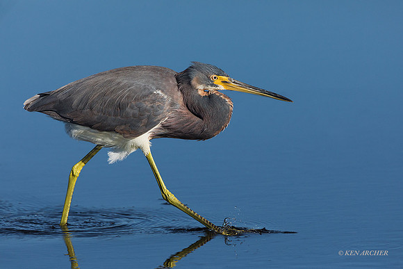 FLTH00064 - Tri-colored Heron