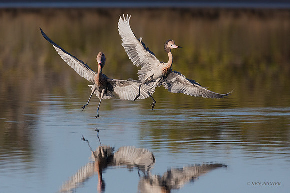 FLRE00085 - Reddish Egret