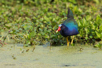 FLPG00031 - Purple Gallinule