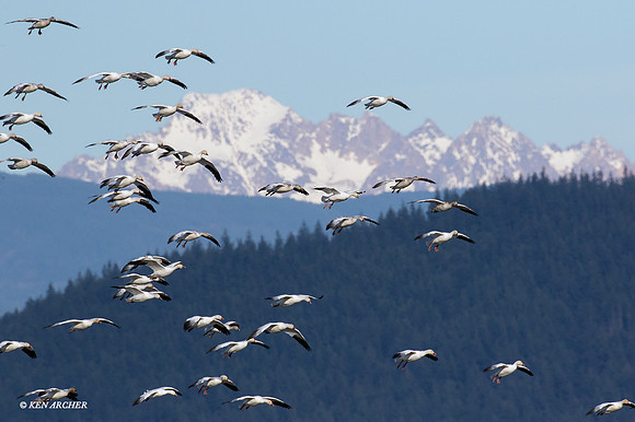 SNGS03403 Snow Geese