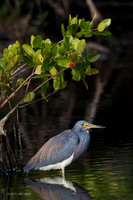 FLTH00122 - Tricolored Heron