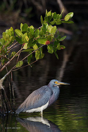 FLTH00122 - Tricolored Heron