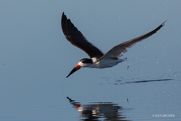 FLSK00023 - Black Skimmer