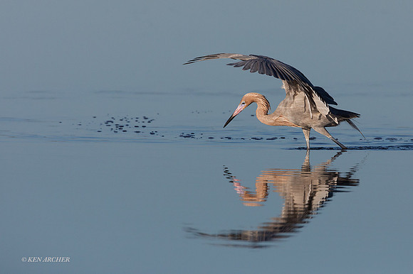 FLRE00075 - Reddish Egret