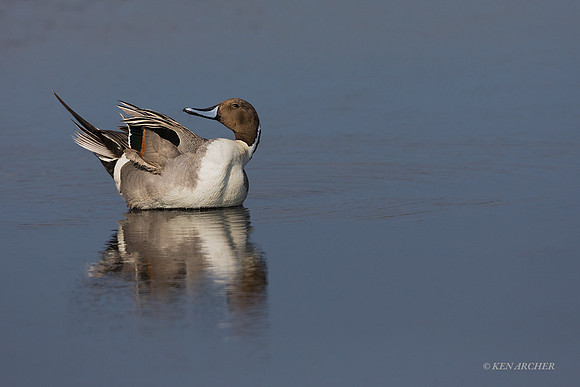 FLPT00058 - Northern Pintail Duck