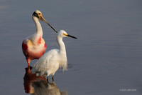 FLRS00127 - Roseate Spoonbill