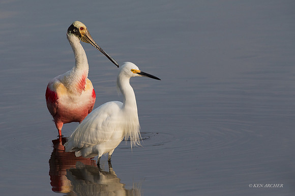 FLRS00127 - Roseate Spoonbill