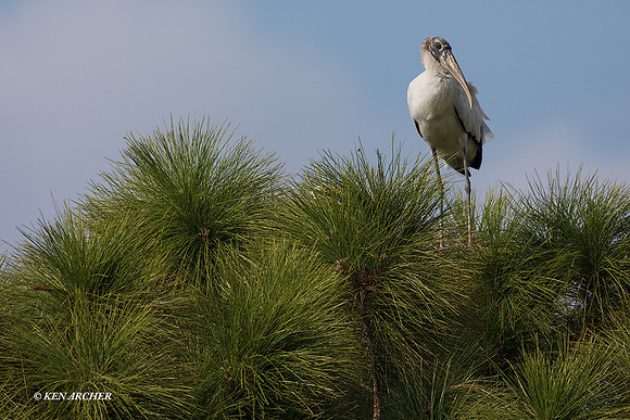 FLWS00048 - Wood Stork