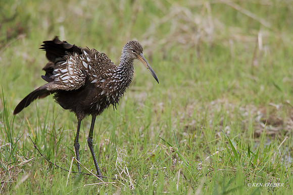 FLLK00023 - Limpkin