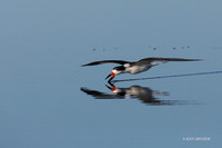 FLSK00005 - Black Skimmer