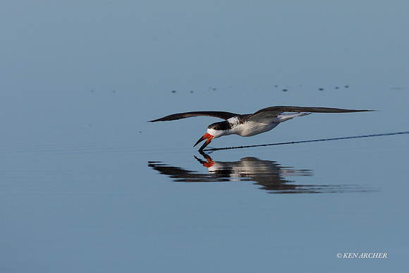 FLSK00005 - Black Skimmer
