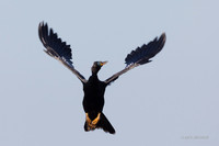 FLAH00064 - Anhinga