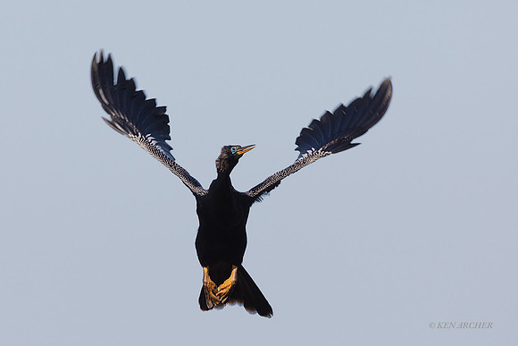 FLAH00064 - Anhinga