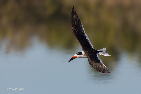 FLSK00021 - Black Skimmer