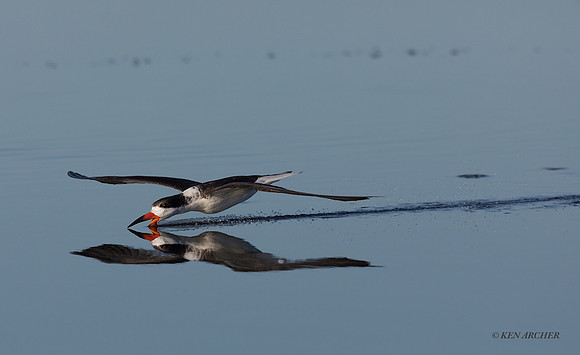 FLSK00009 - Black Skimmer
