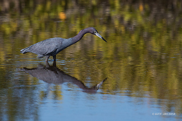 FLLB00011 - Little Blue Heron