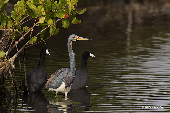 FLTH00198 - Tri-colored Heron