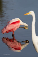 FLRS00150 - Roseate Spoonbill