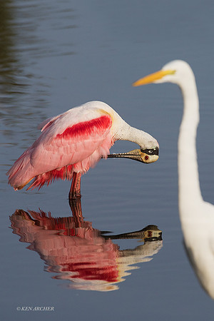 FLRS00150 - Roseate Spoonbill