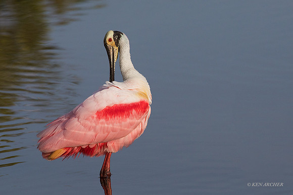 FLRS00156 - Roseate Spoonbill