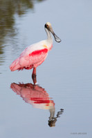 FLRS00172 - Roseate Spoonbill