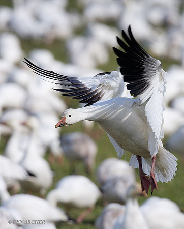 SNGS01063 Snow Goose