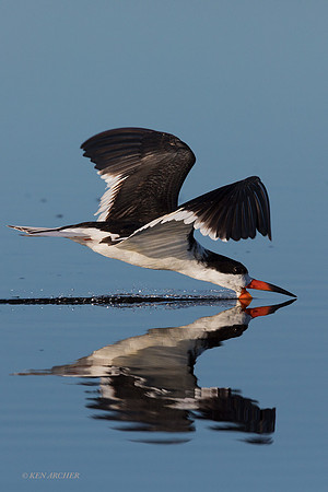 FLSK00026 - Black Skimmer