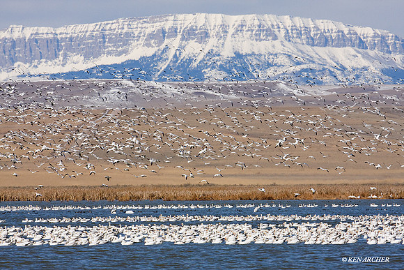 Snow Geese