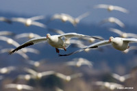 SNGS01067 Snow Goose
