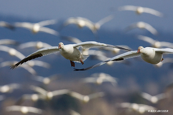 SNGS01067 Snow Goose