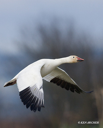 SNGS02208 Snow Geese