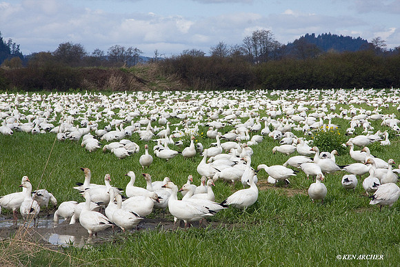 SNGS02552 Snow Geese