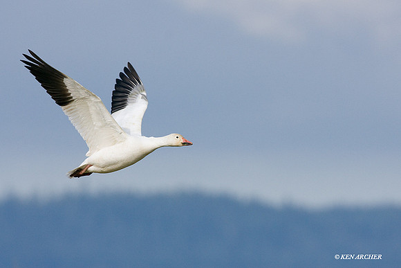 SNGS02404 Snow Geese