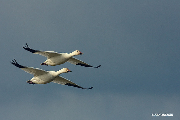 SNGS02351 Snow Geese