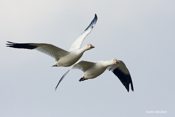 SNGS02371 Snow Geese