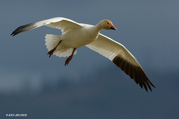 SNGS00525 Snow Geese