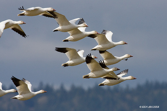 SNGS02572 Snow Geese