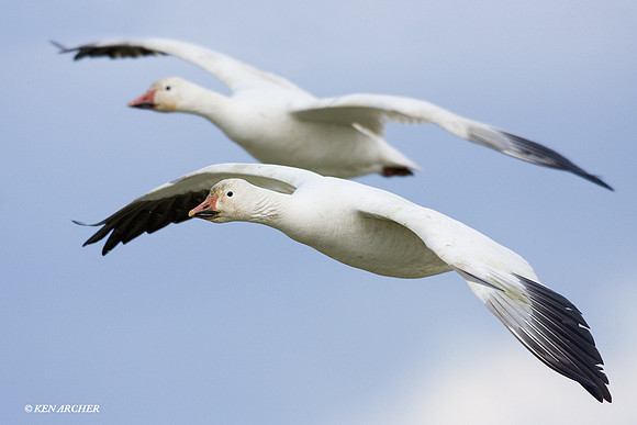SNGS01167 Snow Geese